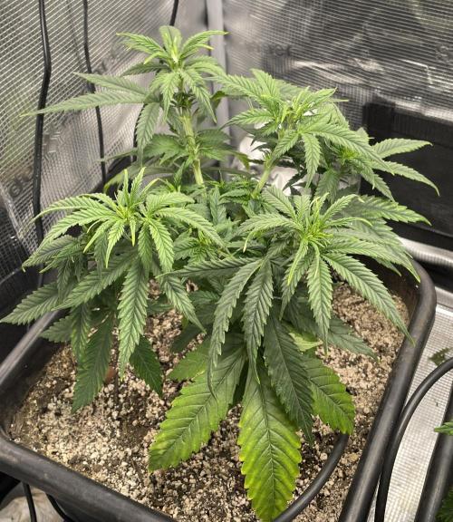LSD by Zamnesia. Week 7