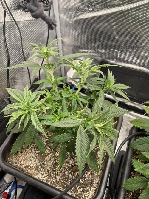 LSD by Zamnesia. Week 7