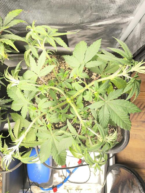 Blackberry Moonrocks. Week 6