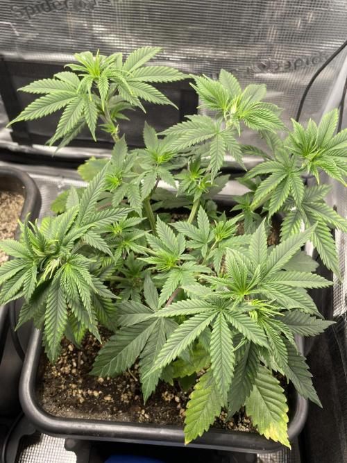 Blackberry Moonrocks. Week 6