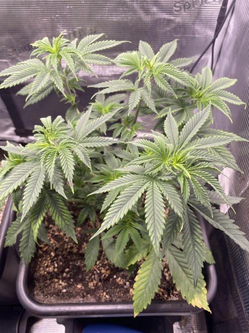 Blackberry Moonrocks . Week 6