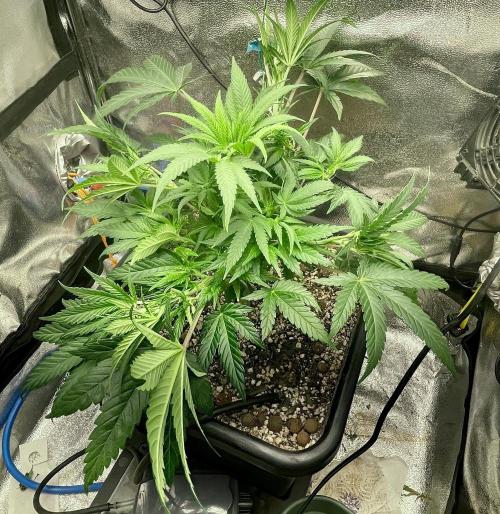 Very Berry Auto. Week 6