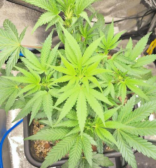 Very Berry Auto. Week 6