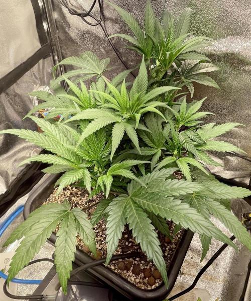 Very Berry Auto. Week 6