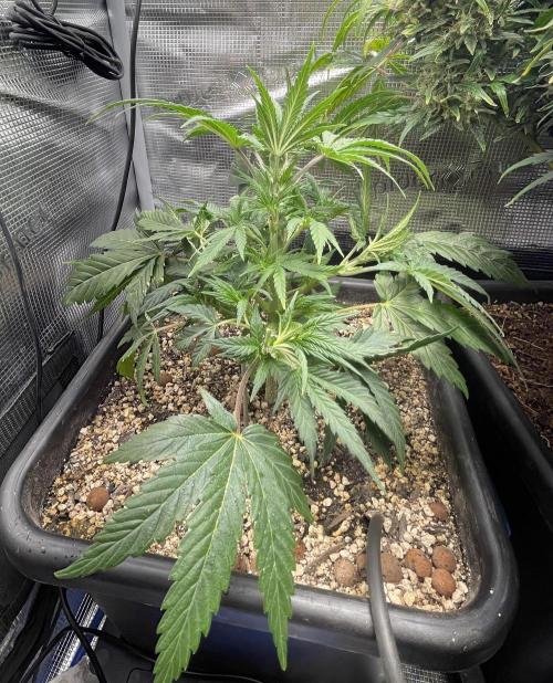 Very Berry Auto. Week 6