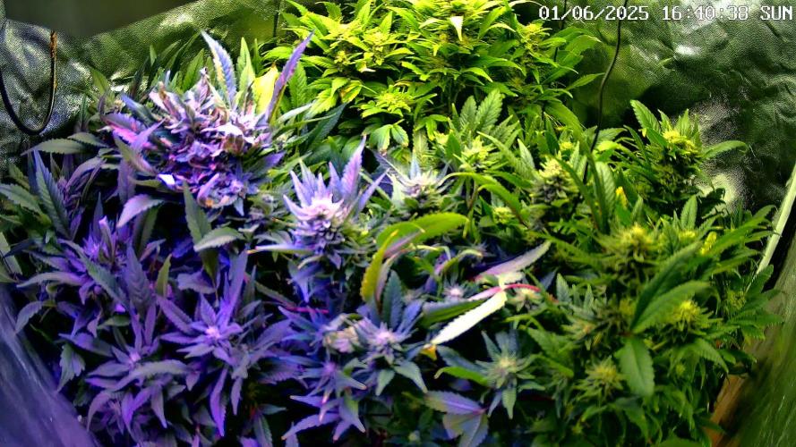 Kannabia incl. Timelaps Candy Cream Go Fast