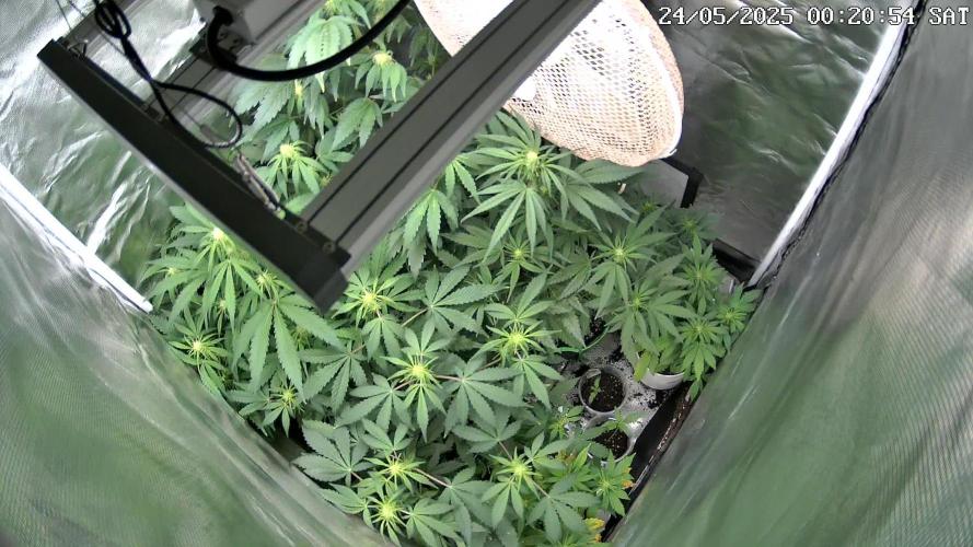 TIMELAPS MULTIGROW