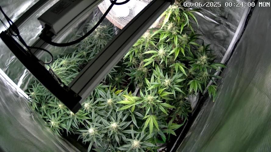 TIMELAPS MULTIGROW