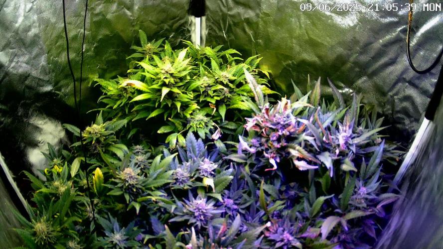 Kannabia incl. Timelaps Candy Cream Go Fast