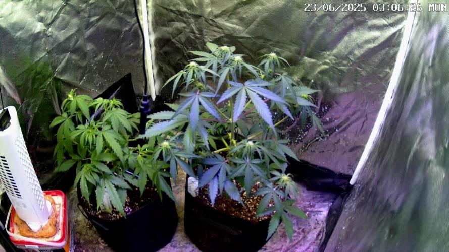 Dutch Passion Contest Auto Banana Blaze