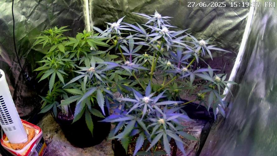 Dutch Passion Contest Auto Banana Blaze