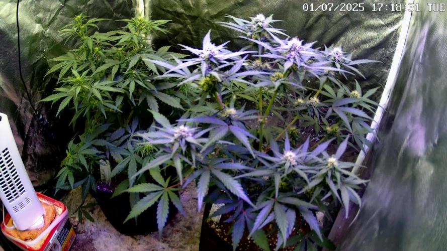 Dutch Passion Contest Auto Banana Blaze