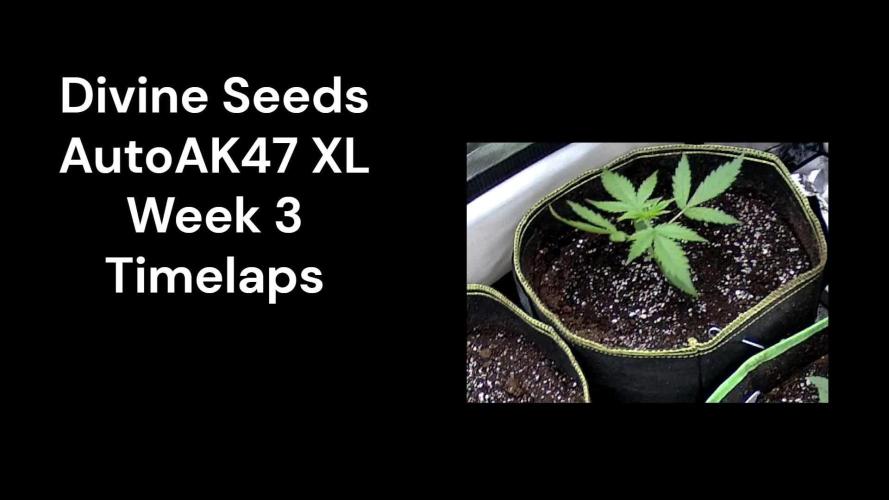 Auto AK47 xl Divine Seeds Contest