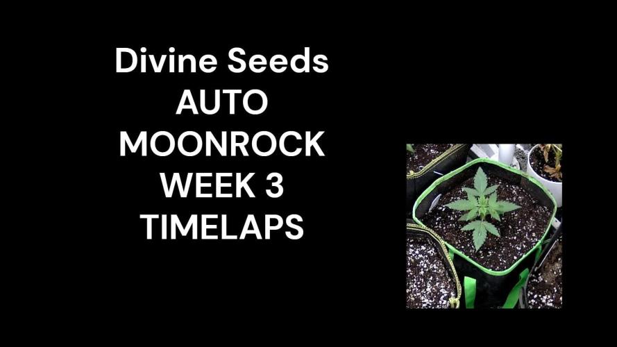 Auto Moonrock Divine Seeds contest