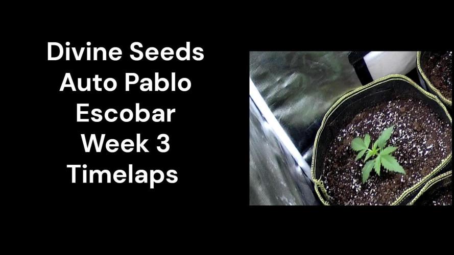 Auto Pablo Escobar Divine Seeds Contest