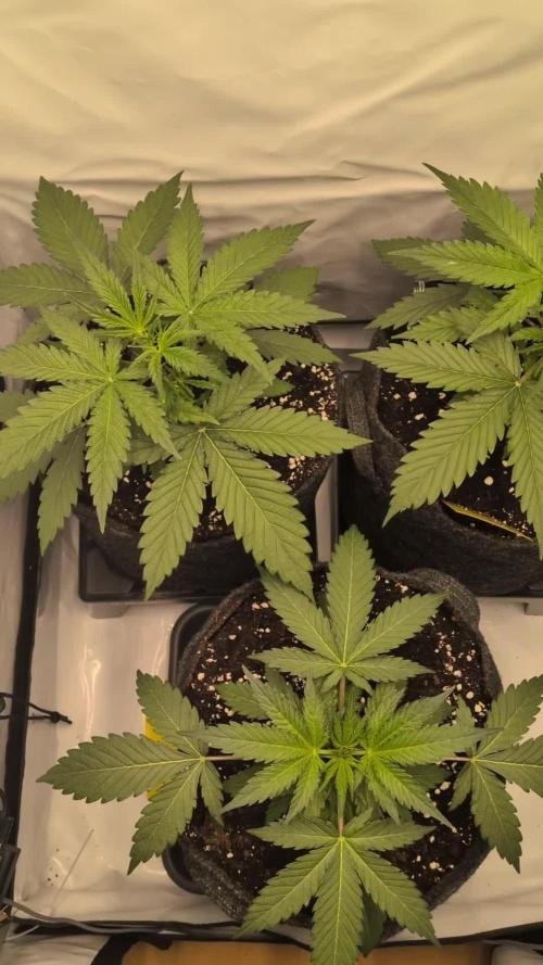 Z-up Auto, Mandarin Panties Auto