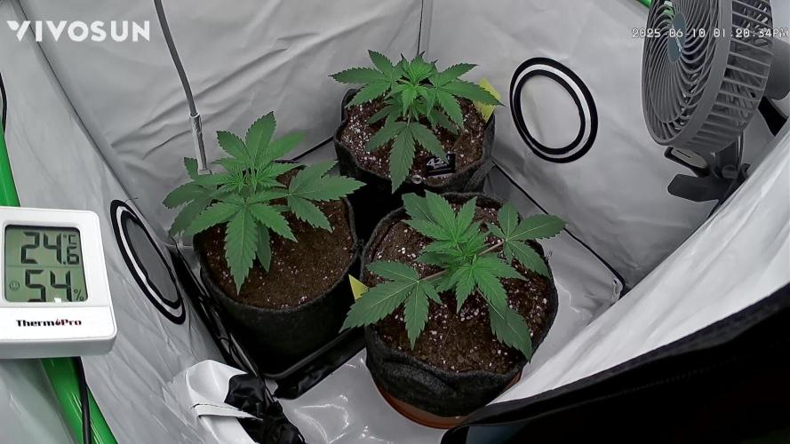 Z-up Auto, Mandarin Panties Auto