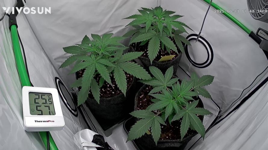 Z-up Auto, Mandarin Panties Auto