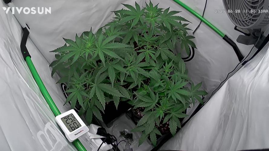 Z-up Auto, Mandarin Panties Auto