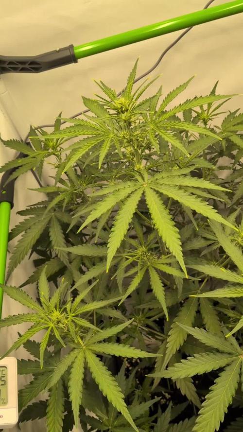 Z-up Auto, Mandarin Panties Auto