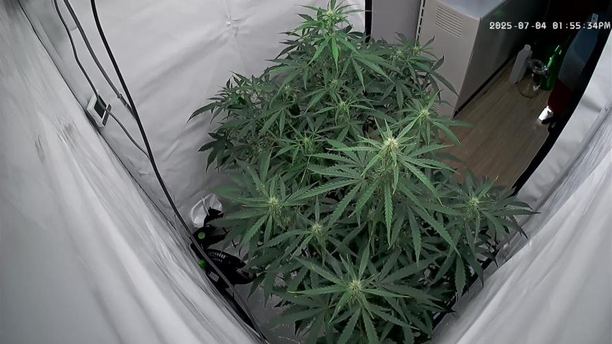 Z-up Auto, Mandarin Panties Auto