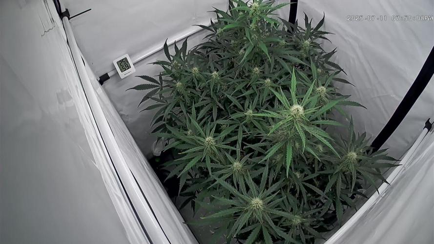 Z-up Auto, Mandarin Panties Auto
