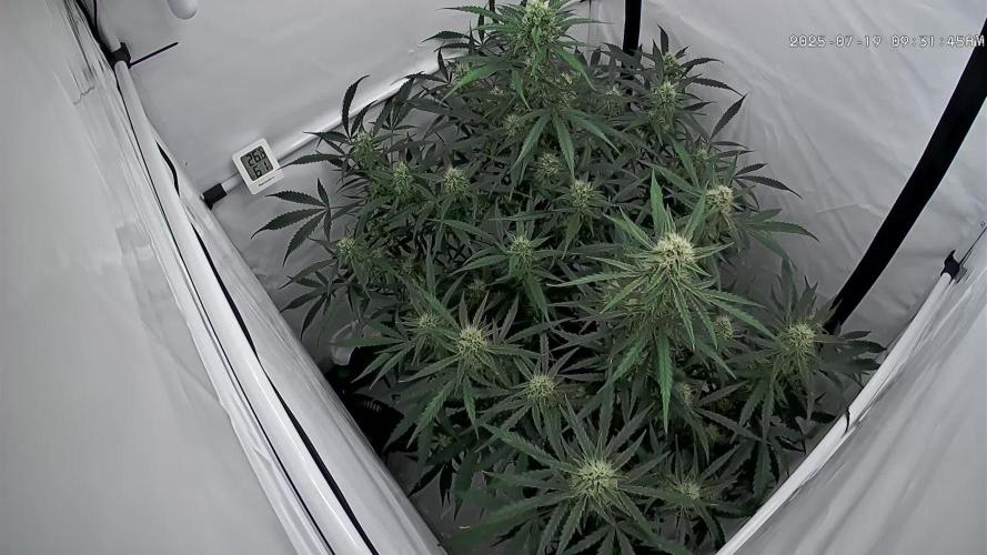 Z-up Auto, Mandarin Panties Auto