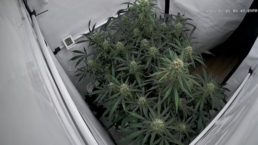 Z-up Auto, Mandarin Panties Auto