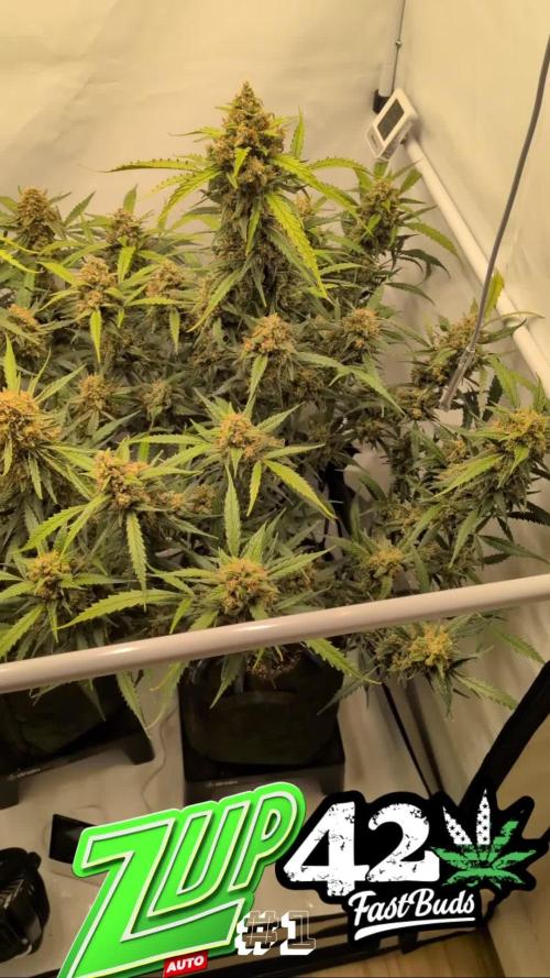 Z-up Auto, Mandarin Panties Auto