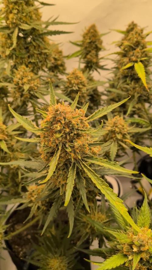 Z-up Auto, Mandarin Panties Auto