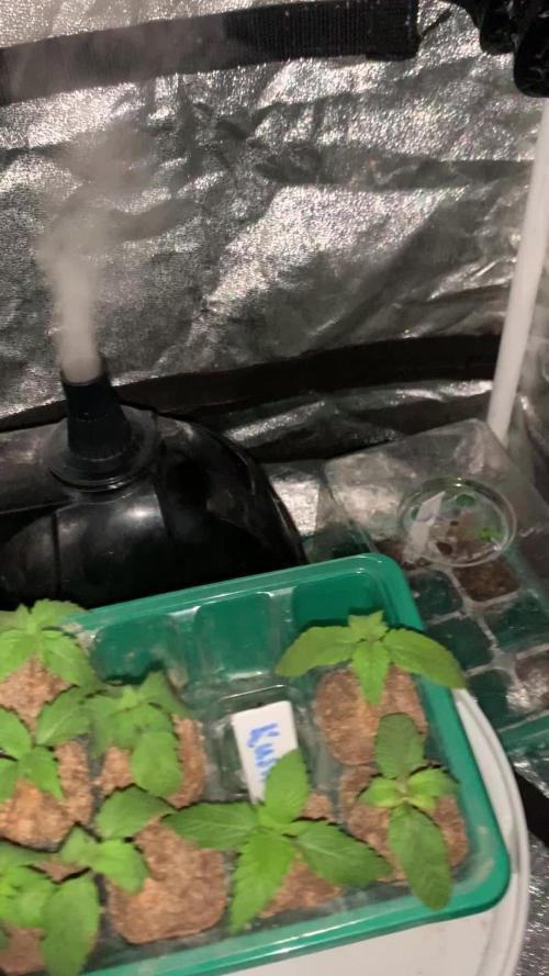 First outdoor grow uk autos 3 week 2 go