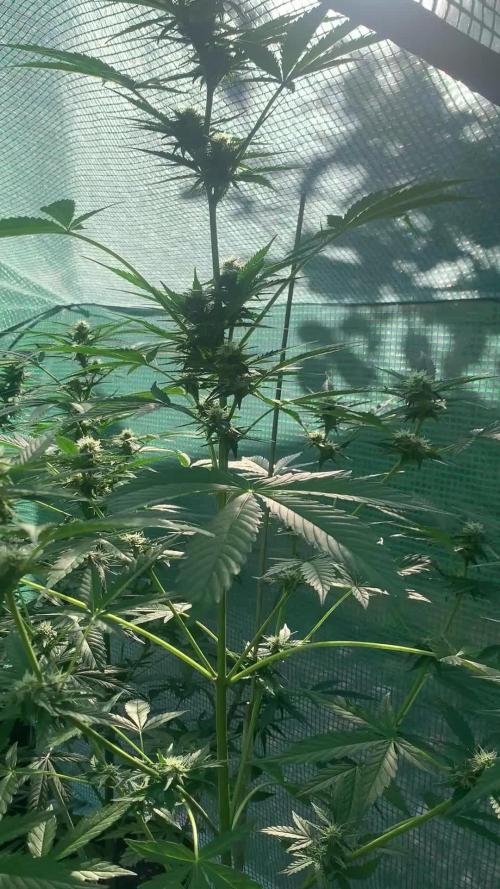 Flowering autos 3 weeks left
