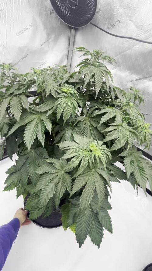 GSC (Girl Scout Cookies)