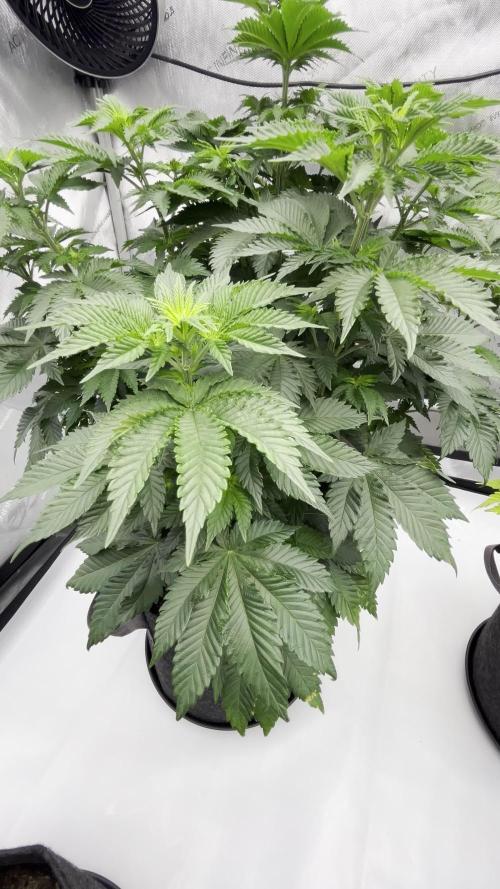 GSC (Girl Scout Cookies)