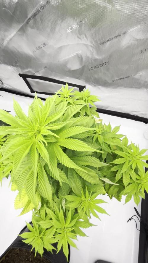 GSC (Girl Scout Cookies)