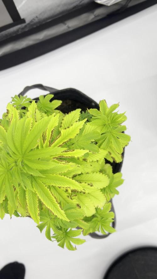 GSC (Girl Scout Cookies)