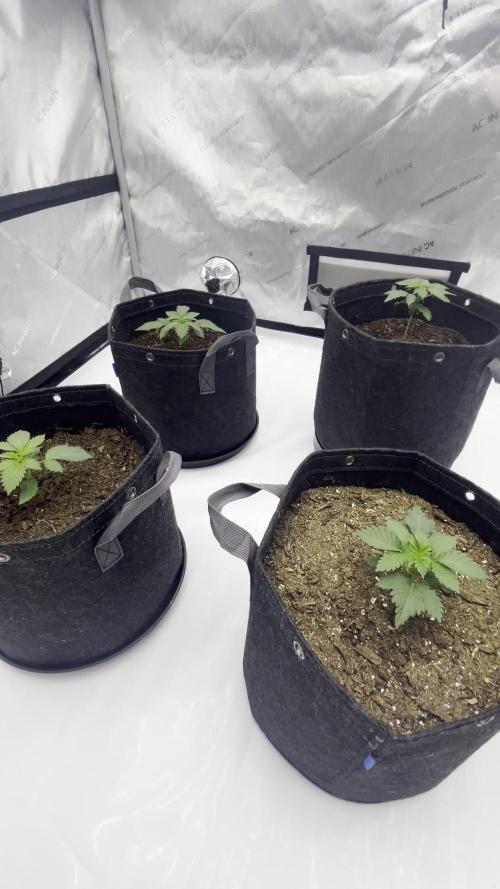 GSC (Girl Scout Cookies)