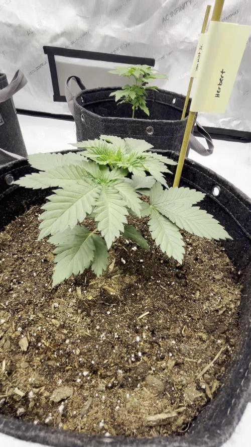 GSC (Girl Scout Cookies)