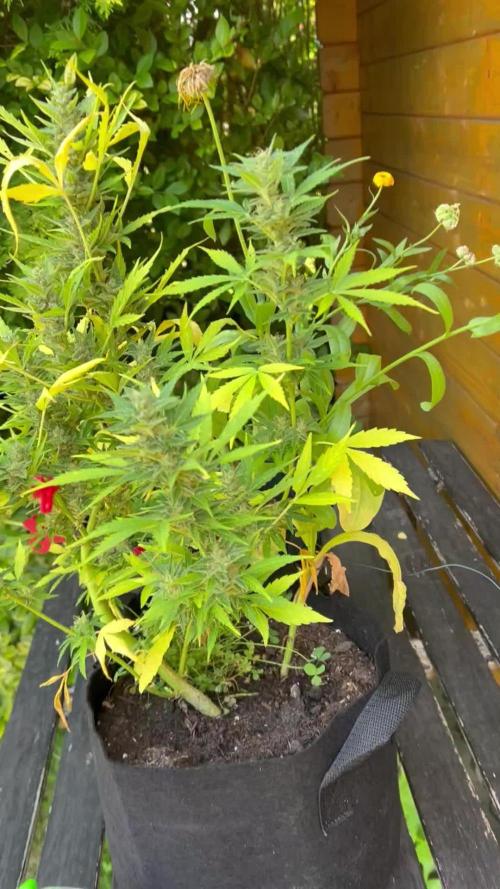 2025 Do Si Dos Auto Outdoor