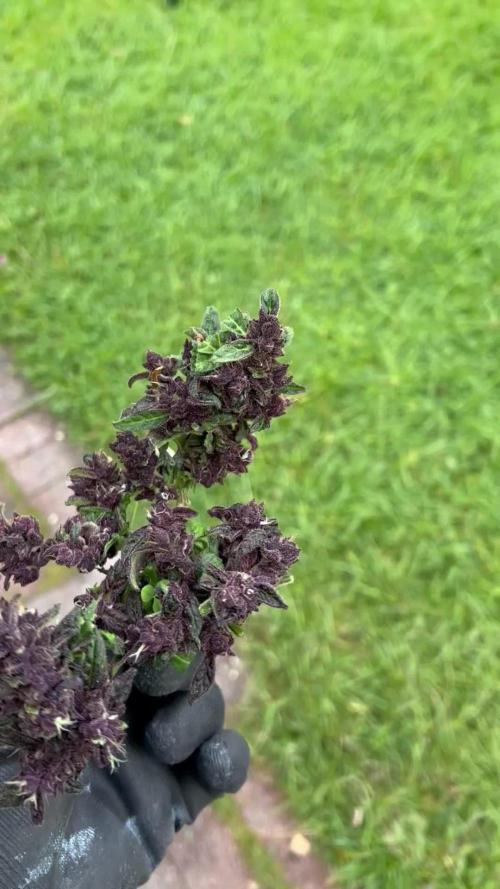 2025 LSD 25 Auto Outdoor