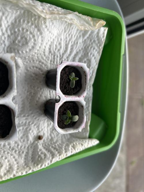 Wedding Cake Automatic. Week 1