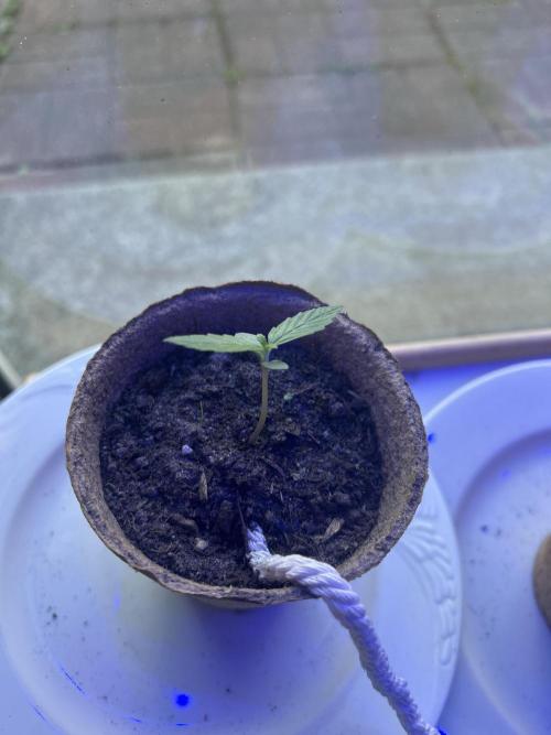 2026 Wedding Cake Auto. Week 2