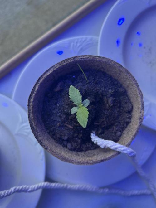 Wedding Cake Automatic. Week 2
