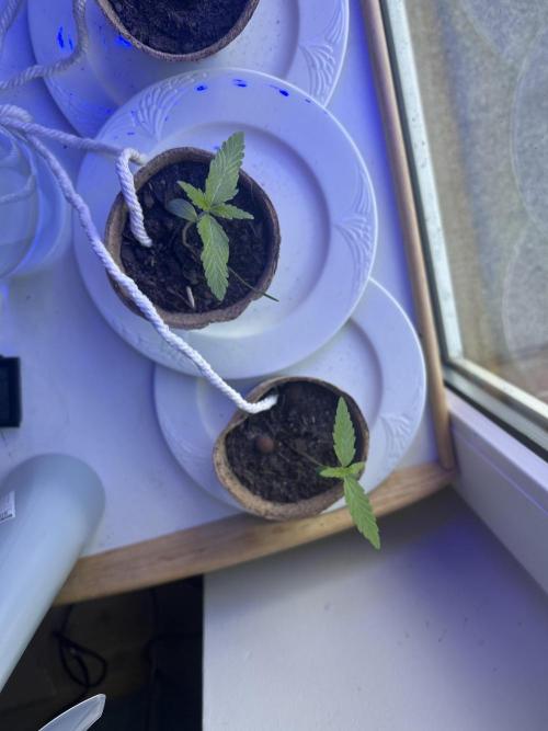 2026 LSD Auto. Week 2