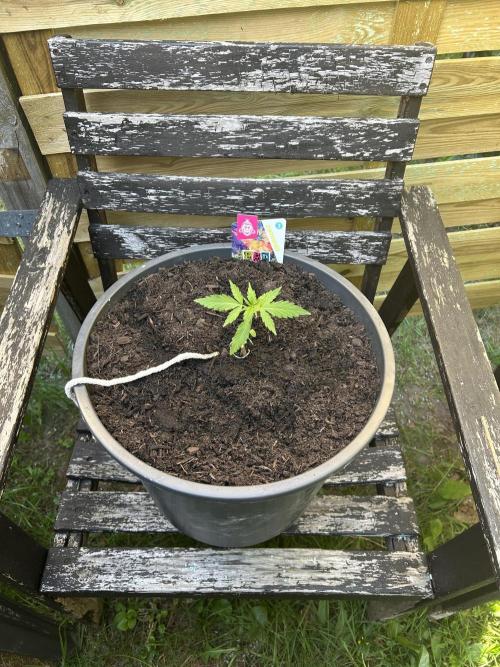 2026 LSD Auto. Week 3