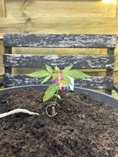 2026 LSD Auto. Week 3