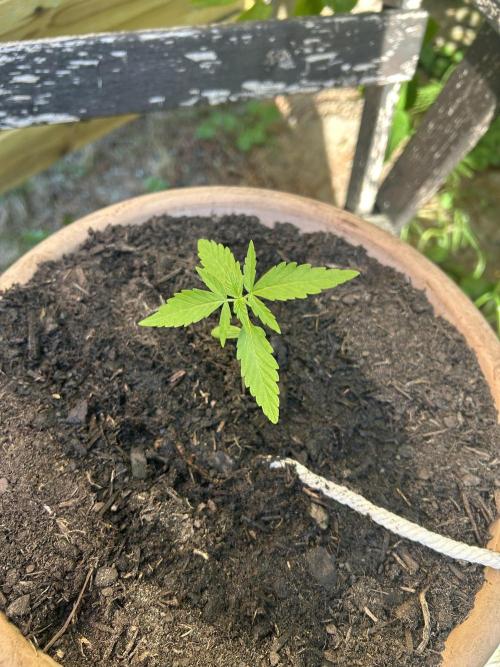 2026 LSD Auto. Week 3