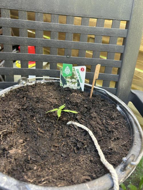 2026 Wedding Cake Auto. Week 3