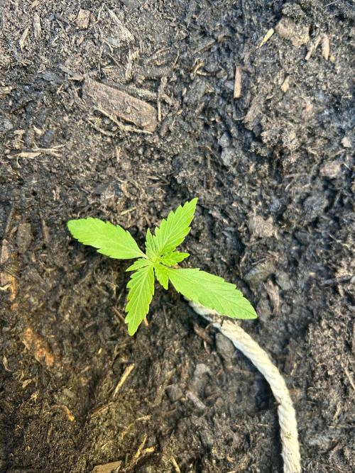 2026 Wedding Cake Auto. Week 3