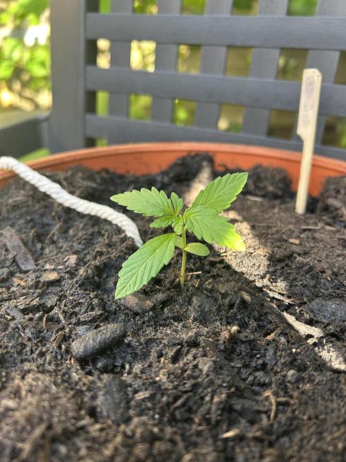 2026 Wedding Cake Auto. Week 3